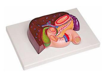 肝、胰、脾、十二指腸、胃模型